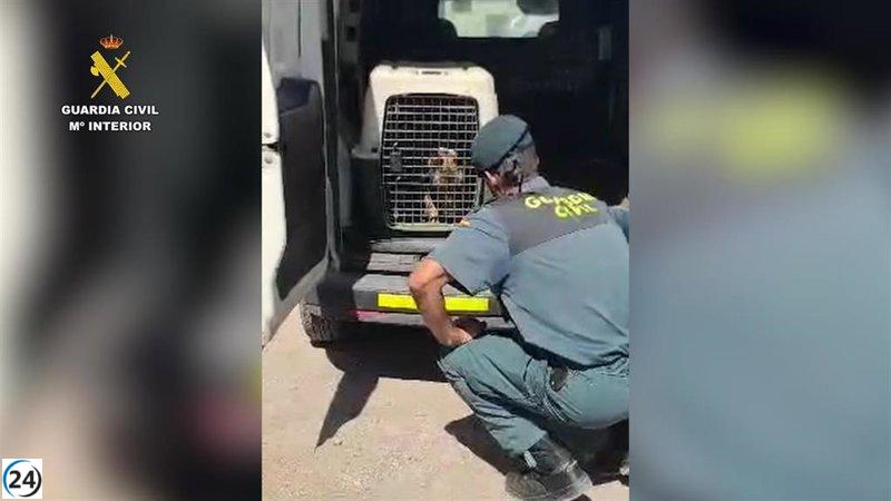 Detenido en Vícar (Almería) un hombre por agredir brutalmente a un perro.