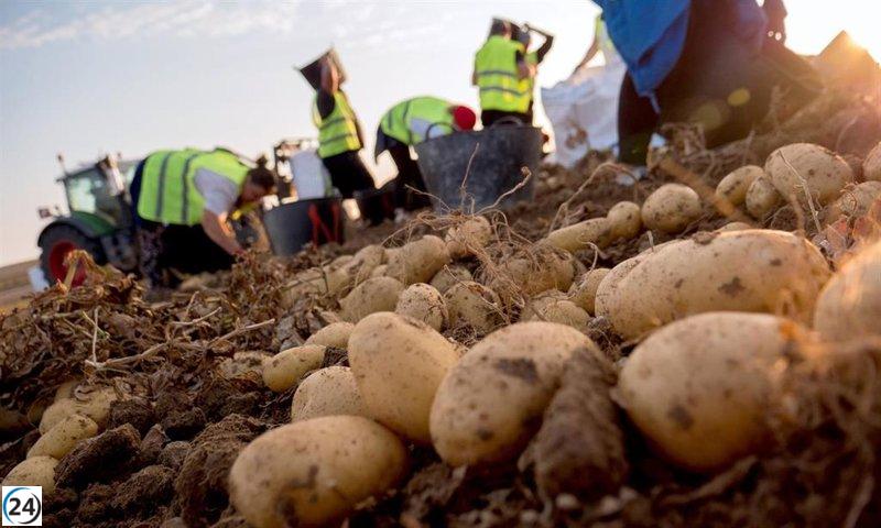 Mercadona incrementa un 23% sus ventas de patatas de Sevilla y Málaga, alcanzando las 43.000 toneladas.