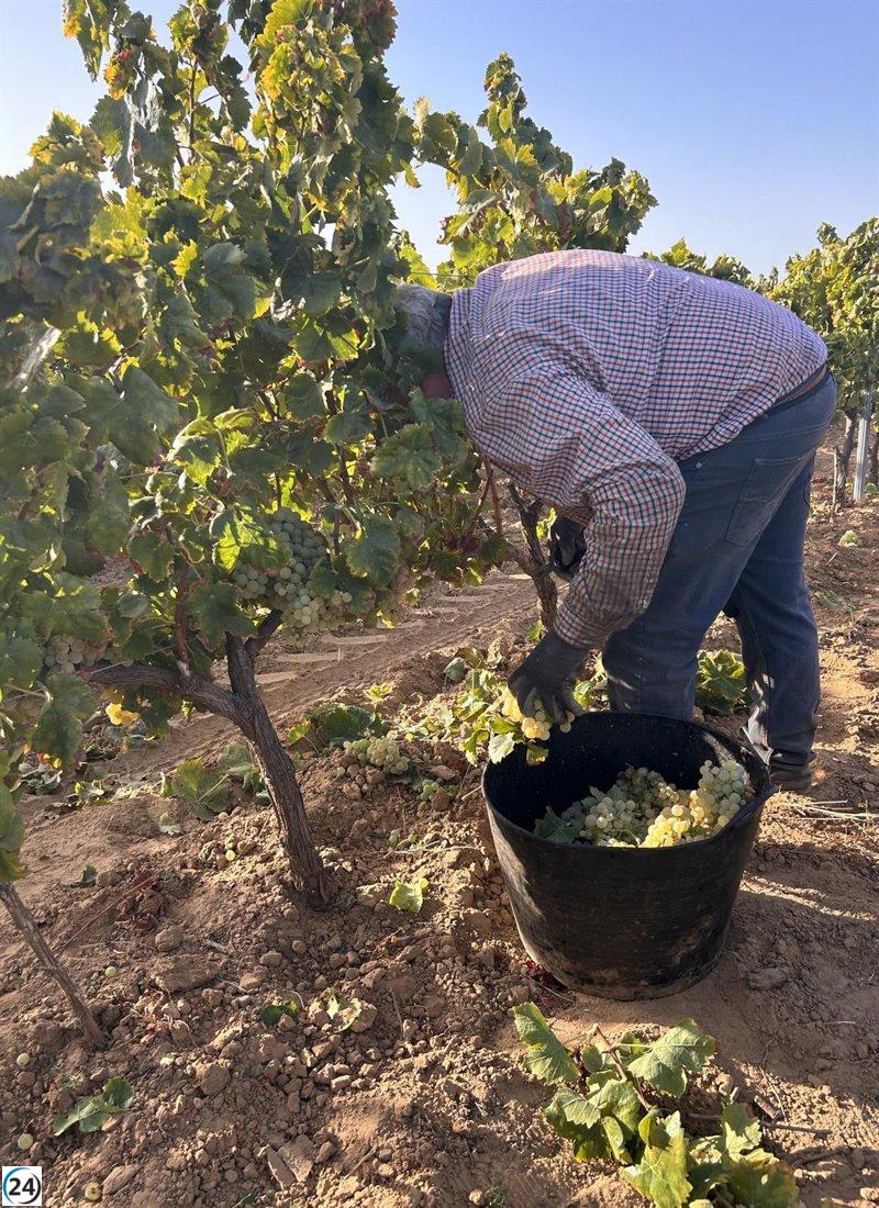 DOP Condado de Huelva prevé reducción del 60% en producción debido al mildiu y destaca el apoyo de Junta y Diputación.