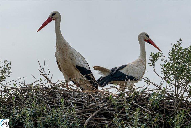 Córdoba reporta el primer caso de Influenza Aviar en una cigüeña salvaje.