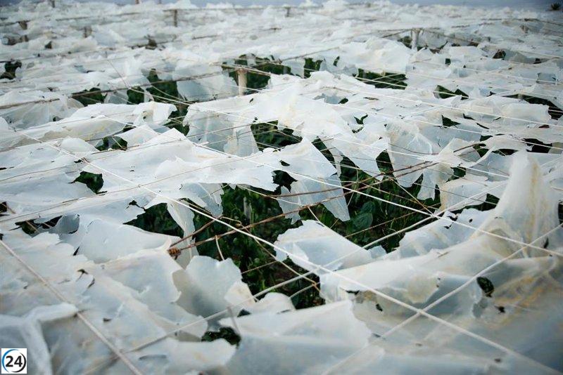 La agricultura almeriense bajo plástico vuelve a florecer tras el devastador granizo del año pasado.