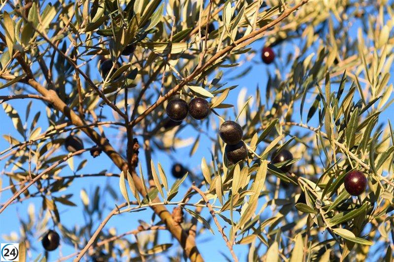 La Agricultura establece nuevas reglas para la venta de aceite de oliva en la campaña 2025-2026.