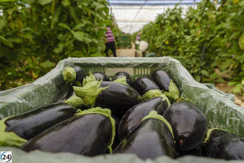 Hortyfruta alerta sobre la volatilidad en el mercado andaluz de calabacín, berenjena y tomate liso.