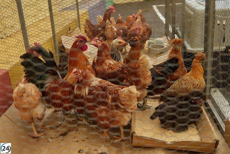 Planas advierte sobre el riesgo de especulación en precios de huevos ante la gripe aviar.