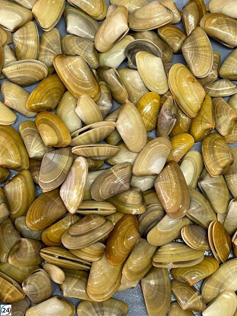 Suspensión del marisqueo de coquinas en el golfo de Cádiz debido a la falta de recursos.