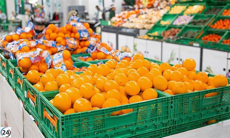 Mercadona asegura la adquisición de 59.000 toneladas de naranjas de Andalucía.