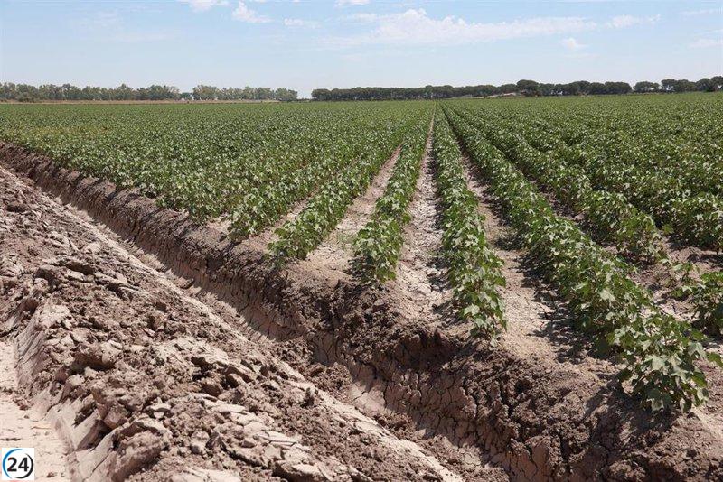 La CHG anticipa una campaña de riego positiva con mejores recursos que en años pasados.