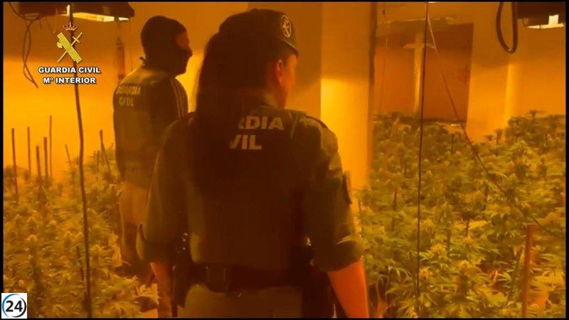 Desmantelan en Roquetas (Almería) ocho cultivos de marihuana con 2.500 plantas y 95 conexiones ilegales.