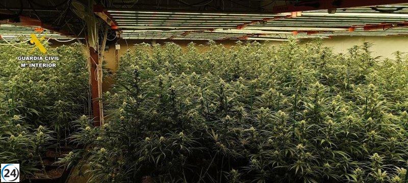 Desmantelan cultivo de 1.380 plantas de marihuana en Sevilla; tres arrestos.