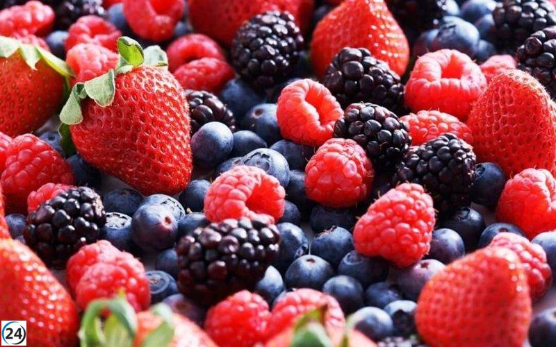 Freshuelva anticipa un modesto crecimiento del 1% en la superficie dedicada a los frutos rojos para la próxima temporada 2026.