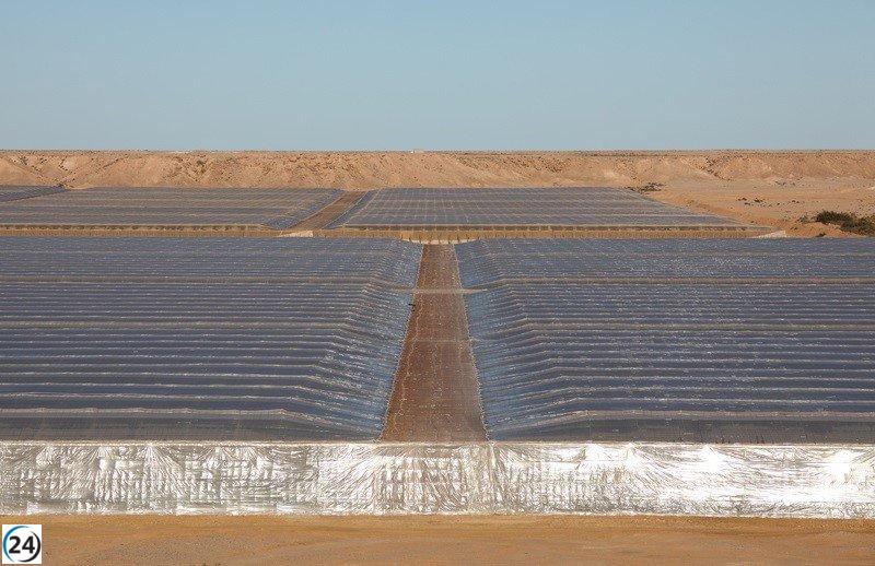 Exportadores de frutas y verduras españoles critican la competencia desleal del Sahara en el mercado del tomate.