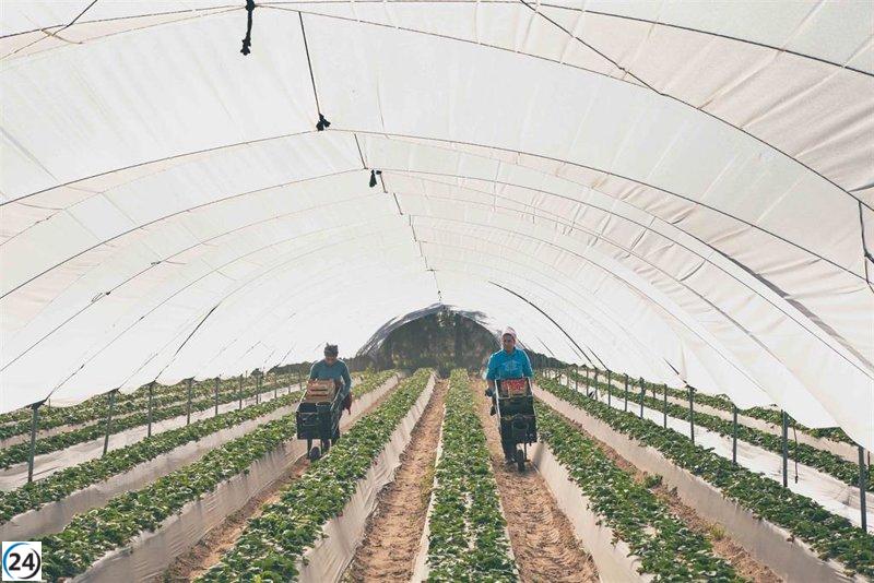 Arriban las primeras trabajadoras marroquíes para la cosecha de fresas en Huelva.
