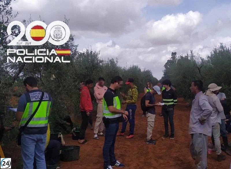 Rescatan a 45 trabajadores en situación de explotación en plantación de mandarinas en Dos Hermanas, Sevilla.