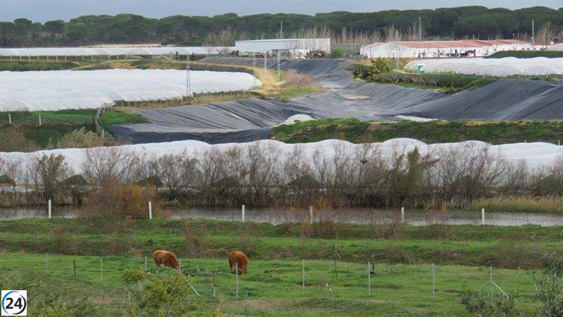 Organización ambiental exige cancelación de ley que perdona regadíos ilegales en Doñana.