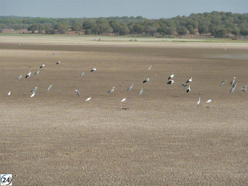 IU exige a UE parar ampliación de regadíos en Doñana si Moreno no rectifica.