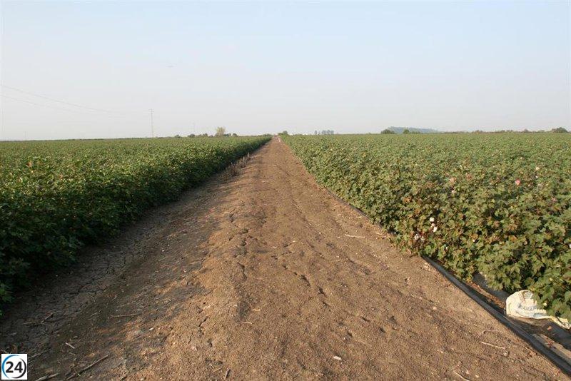 Seca en Andalucía provoca pérdidas de 3.000 millones.