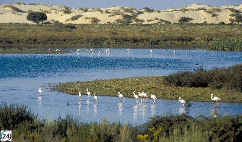 Ribera acusa al PP de Andalucía de populismo local en la regulación de agua en Doñana.