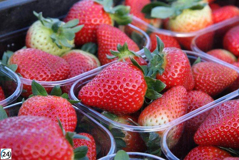 Interfresa exige responsabilidad y conocimiento técnico frente al boicot en Alemania a los frutos rojos de Huelva.