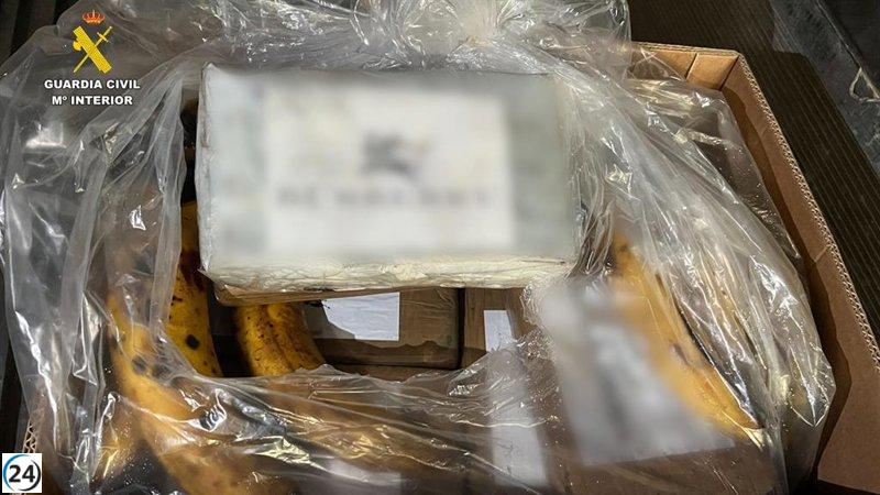 Desmantelan red que contrabandeó 6,5 toneladas de cocaína en contenedores de bananas en Algeciras (Cádiz)