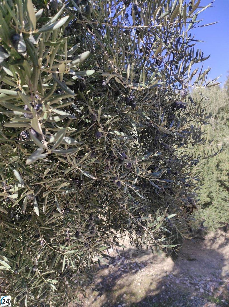 Planas solicita garantizar el suministro de aceite de oliva en España a precios asequibles, actualmente muy altos.