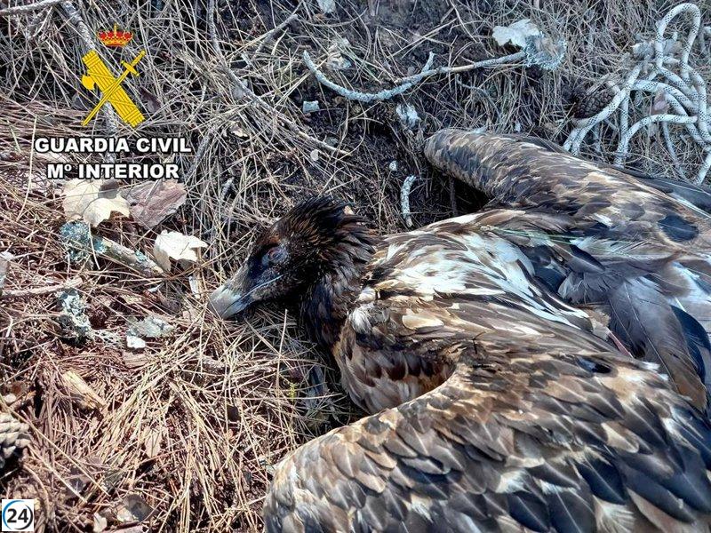 Investigado en Villacarrillo por matar quebrantahuesos con cebos envenenados