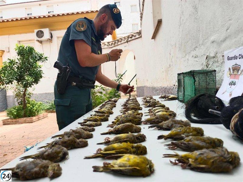 Vecino de Santiponce (Sevilla) bajo investigación por cazar y matar ilegalmente 67 pájaros