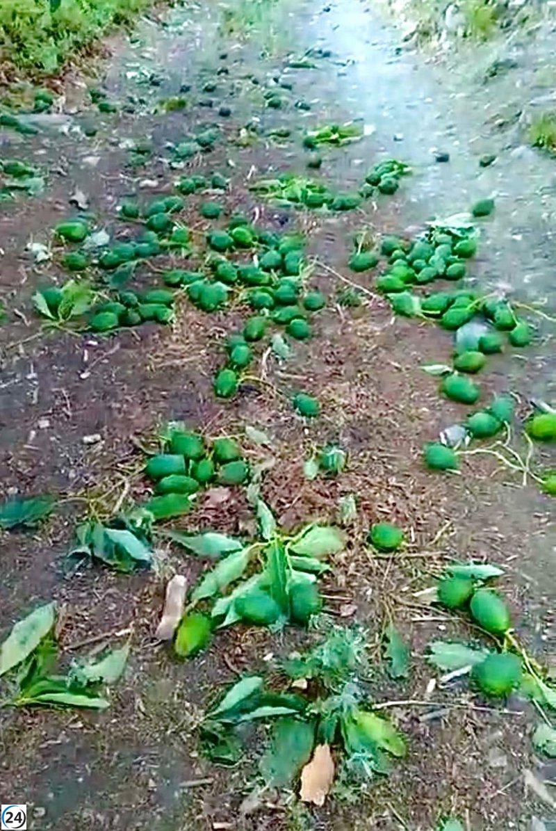 Almuñécar (Granada) insta al Gobierno y la Junta a brindar asistencia a los agricultores de subtropicales afectados por la sequía.