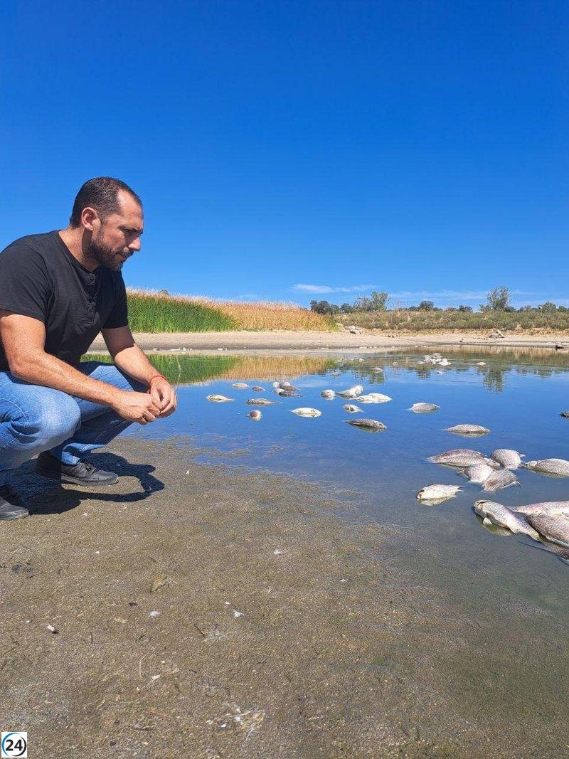 El Seprona investiga la muerte de peces en La Colada, Córdoba, tras la denuncia de IU