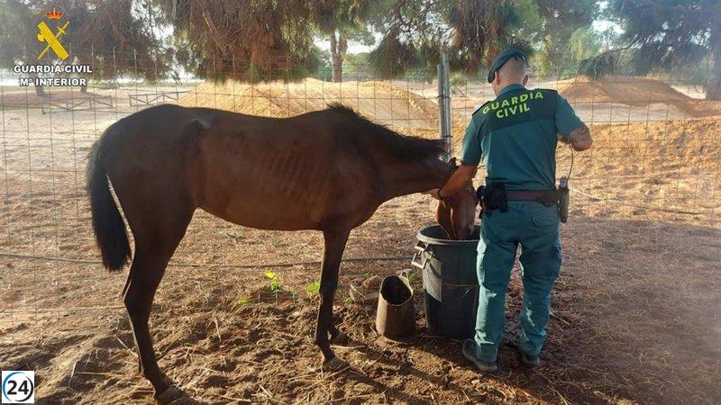 Punta Umbría: Investigación por negligencia a caballos