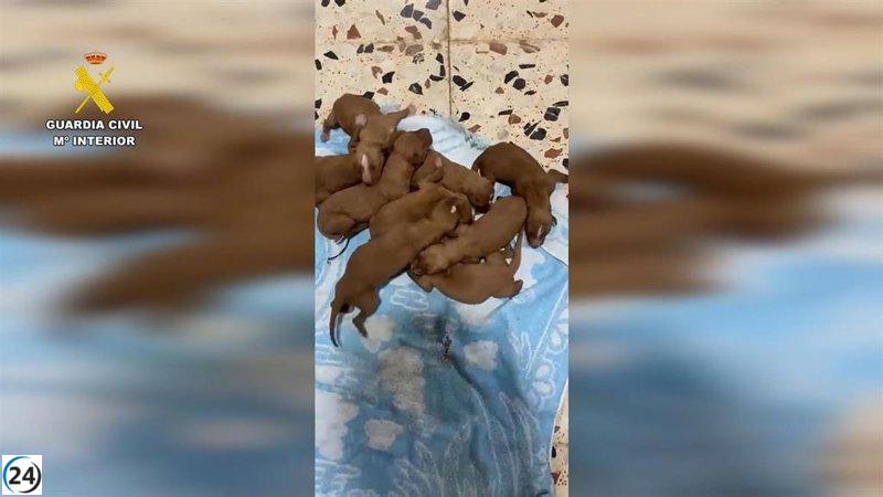 Hallados nueve cachorros abandonados cerca de un contenedor en Huércal-Overa (Almería)
