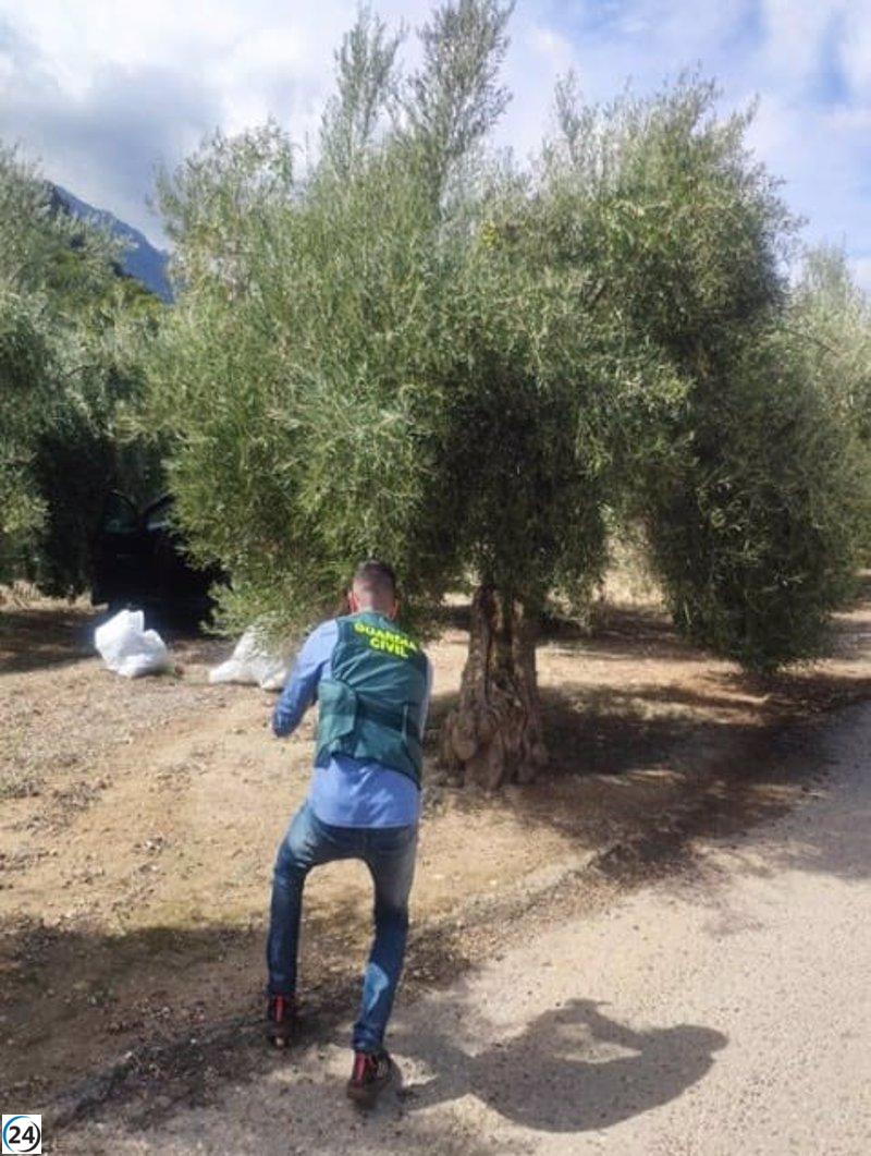 Siete sospechosos bajo investigación por robo de 500 kilos de aceituna en Pegalajar y Jimena (Jaén)