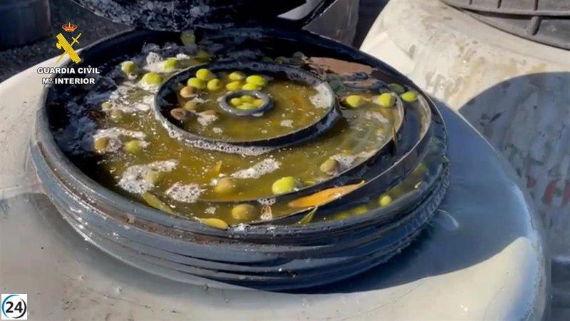 Se incautan en Pilas (Sevilla) más de 74 toneladas de aceitunas sustraídas