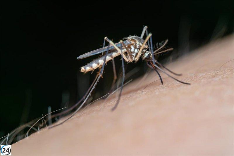 Alerta sanitaria: Preocupación por el aumento de mosquitos del Virus del Nilo en Sevilla y Cádiz tras las lluvias.