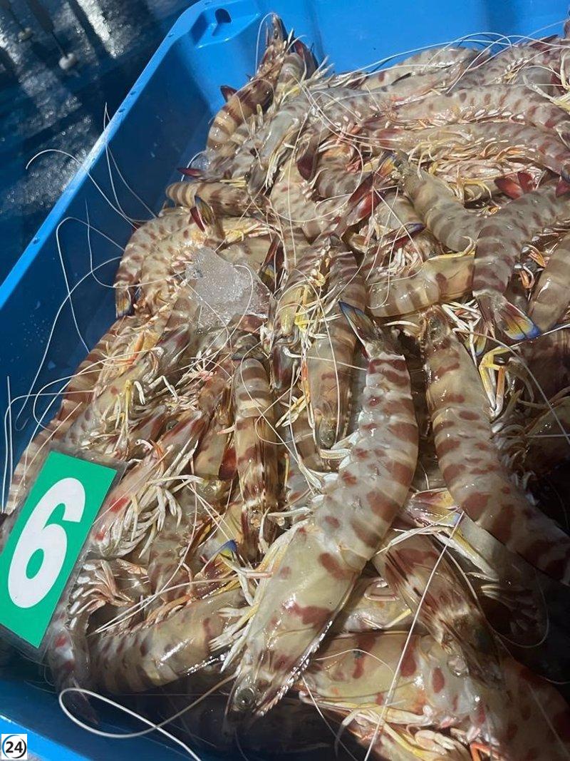 Pescadores de Sanlúcar (Cádiz) pronostican un diciembre con ventas de langostinos superiores a los 12.000 kilos, similar a lo ocurrido en 2022.