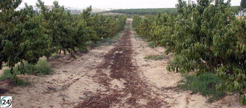El Gobierno destina 17,7 millones para apoyar a más de 13.000 productores de frutales y frutos de cáscara en Andalucía.