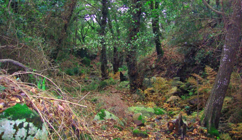 Conoce el bosque mediterráneo de los Alcornocales
