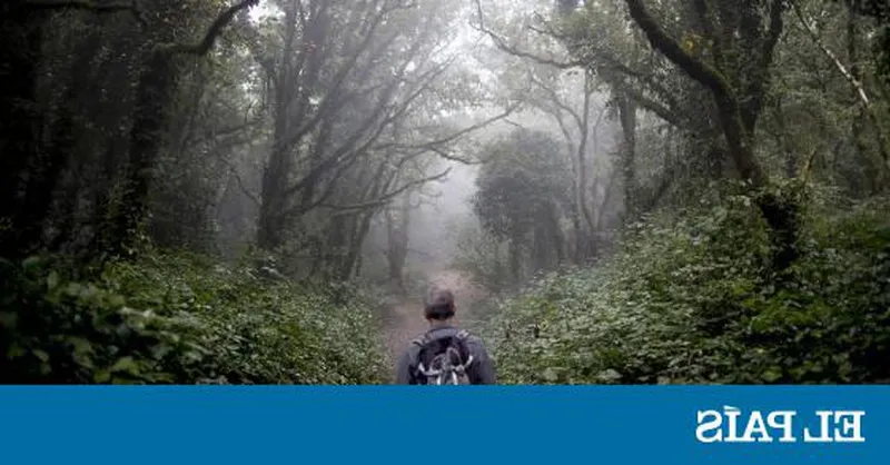 Viaja al pasado en el bosque de la Niebla del Parque Natural de los Alcornocales