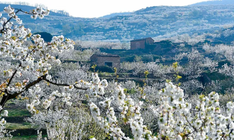 Admira el espectáculo de la floración de los cerezos en el Valle del Jerte